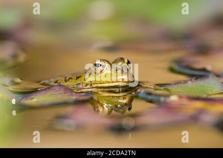 Selektiver Fokus des iberischen grünen Frosches (Pelophylax perezi), zwischen Lilienpads. Spanien Stockfoto