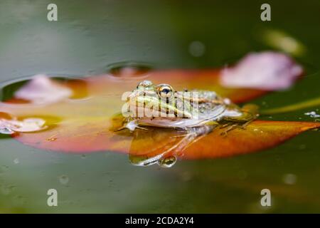 Iberischer grüner Frosch (Pelophylax perezi), zwischen Seerosenpads. Selektiver Fokus. Spanien Stockfoto