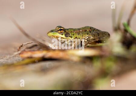 Selektiver Fokus des iberischen Grünfrosches (Pelophylax perezi), Sonnenbaden auf einem Felsen. Spanien Stockfoto