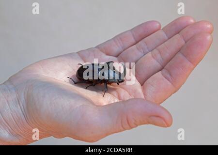 Europäischer Nashornkäfer (Oryctes nasicornis) in der Hand sitzend, in der Nähe von Buzet, Istrien, Kroatien Stockfoto