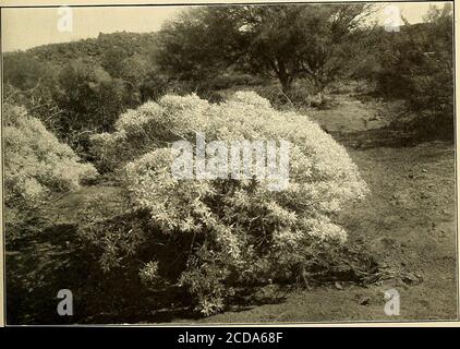 . Lagerfeuer auf Wüste und Lava . Nach einem Foto von D. T. MacDougal The Spiny Smoke Tree. Aus einer Fotografie von D. T. MacDougal die White Spröde-Bush PAPAGO TANKS UND DIE LAVAFELDER 183 aber genug für unseren wissbegierigen Zweck. Nach dem Geschmack ist dasLaub stark aromatisch, scharf und bitter und ruft das Laub des gemeinen Salbeipinsel {Artemisia) wieder auf.anscheinend frisst kein Tier die Stängel oder das Laub des Weissen brüchigen Busches; und wir sind sehr froh darüber, denn es ist vor allem eine weiche und angenehme Sache, auf den kugeligen Lavafeldern zu kontemplieren. Die Bergschafe teilten unsere Ansichten zweifelsohne, da fast Stockfoto