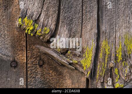 Abgenutzte Holzschindeln mit Flechten Stockfoto