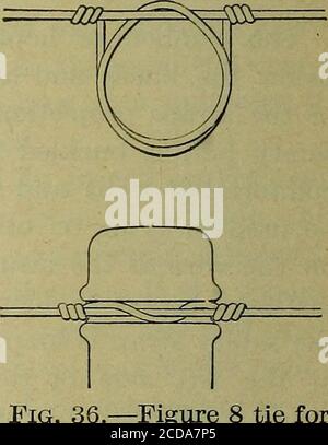 . Handbuch für Ranger & Holzfäller . Abb. 35.- -Hufeisen Krawatte für Eisendraht.. Abb. 36.- Abbildung: Eisendraht. Binden Sie für entgegengesetzte Seiten einer Stange und sind 3 Fuß auseinander, machingsteps 18 Zoll hoch. In der Regel werden sie in den Mast geschraubt, bevor dieser angehoben wird. Die bequemste Methode, sie einzuführen, ist, Löcher ^/le-inch weniger im Durchmesser als die Schrauben zu beginnen. Sie können dann geschraubt oder ohne Schwierigkeiten angetrieben werden. Wenn sie in großen Bäumen verwendet werden sollen, sollten sie in etwa rechtwinkligen Winkel zueinander statt auf genau gegenüberliegenden Seiten des Baumes platziert werden. BAU ? ARBEIT 43 Stockfoto