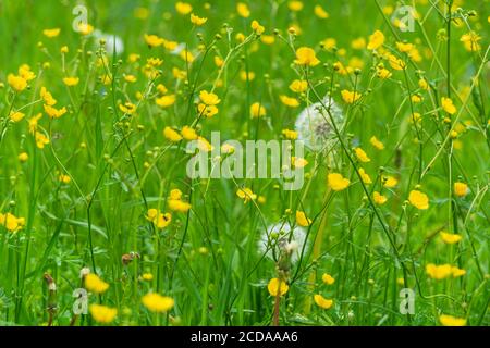 Leuchtend gelbe Blüten auf einer Alm Stockfoto