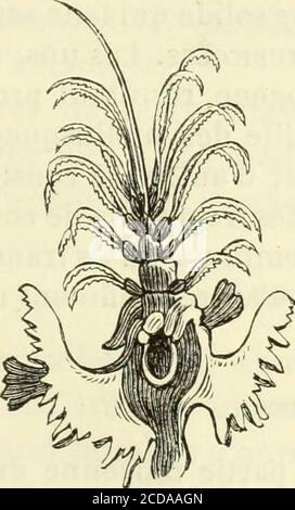 . Histoire naturelle des drogues simples : ou Cours d'histoire naturelle professé a l'École supérieure de pharmacie de Paris . Abb. 980. – Lingatule. quau Moment où M. Van Beneden étudia leur développementet proposa de les classer à la Suite des crustacés cyclopigènes. CINQUIÈME CLASSE LES CIRRIPEDES. Les cirripèdes forment la cinquième classe des annelés articulés quicomprennent les balanes (Abb. £81) et les anatifes (Abb. L 982, S. Stockfoto