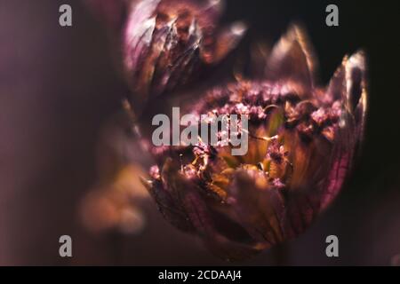 Florales, verschwommenes Muster. Trockene astrantia Blume auf dunklem Hintergrund, abstraktes Bild. Hintergrund mit Unschärfe-Funktion, Makro. Stockfoto