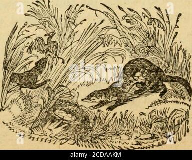 . Wilde Szenen des Lebens eines Jägers; . y. Da sie arxi-mals sind, die das Licht vermeiden, wenig Kraft des Sehens habend, sie arenot, in der Tageszeit gesehen zu werden, es sei denn bei d;iwn, oder gegen Abend nach Sonnenuntergang. Die Nacht, und vor allem, wenn der Mond scheint, ist die richtige Zeit für die Suche nach ihrem Essen. Diejenigen unter den Biskachas, die Chinchillas genannt werden und die zu den ersten Arten gehören, bewohnen in den Bergen und in den Kältesituationen; in ihrer Größe sind sie wie ein Kaninchen und sind mit einem langen Fell bekleidet. Ihre Beweglichkeit ist überraschend; sie werden gesehen, wie sie von Rock zu Rock hüpften, als ob sie es hätten Stockfoto