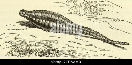 . Histoire naturelle des drogues simples : ou Cours d'histoire naturelle professé a l'École supérieure de pharmacie de Paris . Dilles (Oniscus Armadillo, L.) (abb. 979),qui diffèrent des cloportes par leur corps poli, brillant, très-con-vexe, sippicilly de se Rouler en boule lorsquon les touche,et ayant les appendices de la queue à peine distincts. La poudrede cloporte entre dans les pilules balsamiques de Morton. CEST aux crustacés isopodes que lon rapporte les animauxfossiles auxquels on a donné le nom général de triiobitcs, qu[devaient cependant différer des isopodes que nous connaissonspa Stockfoto