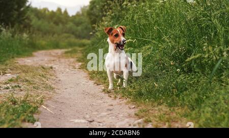 Kleine Jack Russell Terrier steht auf staubigen Straße Gras Wiese auf beiden Seiten, Holzstock in ihrem Mund Stockfoto
