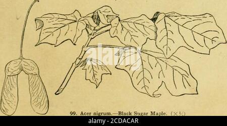 . Die Standard-Cyclopedia des Gartenbaus; eine Diskussion, für den Amateur, und der professionelle und kommerzielle Züchter, über die Arten, Eigenschaften und Methoden des Anbaus der Arten von Pflanzen in den Regionen der Vereinigten Staaten und Kanada für Ornament, für Phantasie, für Obst und Gemüse gewachsen; Mit Schlüssel zu den natürlichen Familien und Gattungen, Beschreibungen der gartenbaulichen Fähigkeiten der Staaten und Provinzen und abhängigen Inseln, und Skizzen von bedeutenden gartenculturists . 90, Acer nigrum. – Black Sugar Maple. FX?-J 98. Acer saccharum. – gewöhnlicher Zuckerahorn. (X J^2) lous, schließlich gl Stockfoto