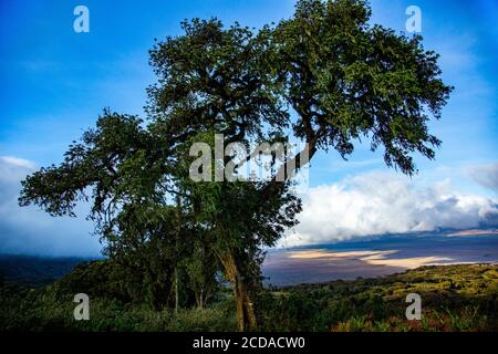 Regenwaldvegetation am Ufer des Naguro Naguro Kraters Tansania Stockfoto