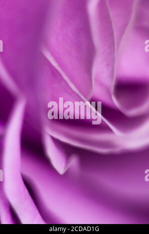 Violet Blured Tapete für Smartphone. Bunt verschwommener Hintergrund mit Makro-Blumen. Stockfoto