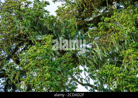 Regenwaldvegetation am Ufer des Naguro Naguro Kraters Tansania Stockfoto