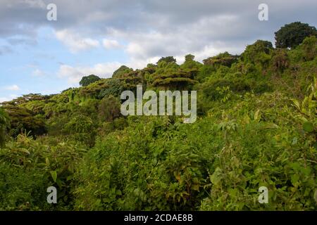 Regenwaldvegetation am Ufer des Naguro Naguro Kraters Tansania Stockfoto