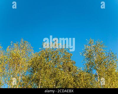 Grüne Äste einer Birke gegen den blauen Himmel Stockfoto