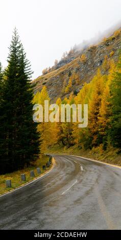 Straßenüberquerung durch schönen Wald im Herbst Stockfoto