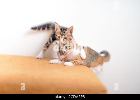 Nahaufnahme von zwei Kätzchen, die mit auf einer Couch spielen Ein weißer Hintergrund Stockfoto