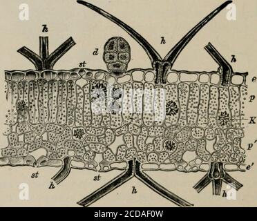 . Die Mikroskopie von pflanzlichen Lebensmitteln, mit besonderem Bezug auf den Nachweis von Verfälschung und die Diagnose von Mischungen . ffervecence. Kieselsäure bildet eine Verkrustung auf bestimmten epidermalen Geweben, und weniger oft tritt als warty Körper in Pecuhar-Zellen als Stegmata (Abb. 6, Si). BIBLIOGRAPHIE. 1 De Bary: Vergleichende Anatomie der vegetativen Organe der Phanerogamen und Farne (Trans, von Bower und Scott). London, 1884.Goodale: Physiologische Botanik. I. Umrisse der Histologie der Phasnogamen-Pflanzen. New York, 1885.Strasburger, Noll, Schenck und Schimper: Ein Textbuch der Botanik (Trans. Von P Stockfoto