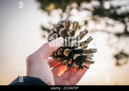 Nahaufnahme einer Hand, die einen Nadelkrone hält Stockfoto