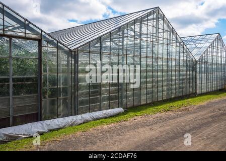 Geothermisch beheizte Gewächshäuser für den Anbau von Tomaten in Island auf einem wolkiger Tag Stockfoto