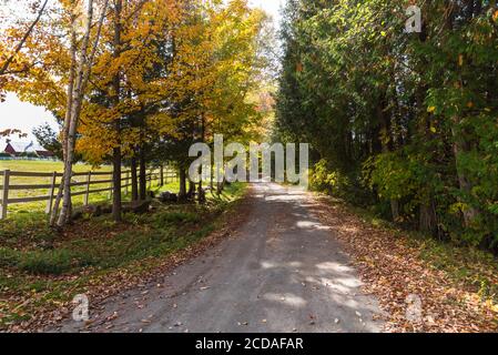 Menschenleere Straße mit einem Zaun durch Laubbäume gesäumt An einem sonnigen Herbsttag Stockfoto