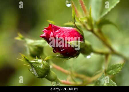 Kopf der zarten roten Rose mit Tautropfen. Wilde Rose nach Regensturm. Schöne rote Rose Knospe mit Wassertropfen. Rosengarten im Frühling. Stockfoto