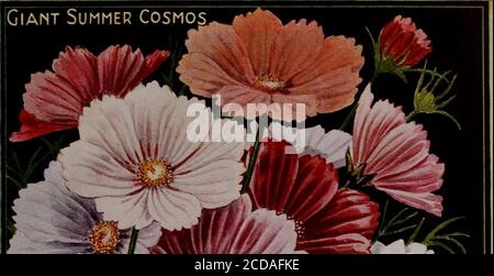 . Childs' Frühling 1922 : Samen, die Pflanzen, die Blumen, die Beeren blühen, die tragen bitte befriedigen. PLATTE VI Eing. Stockfoto