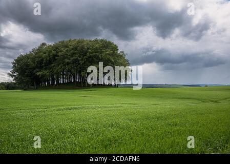 Wald in einem Gerstenfeld in der Landschaft von Schottland Im Sommer unter Sturmwolken Stockfoto