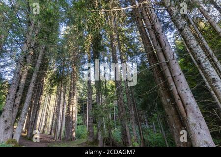 Kiefern und Koniferen Wald von den Französischen Alpen Stockfoto