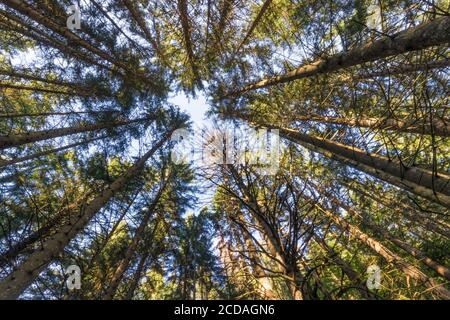 Kiefern und Koniferen Wald von den Französischen Alpen Stockfoto