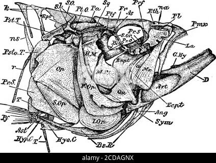 . Das Skelett des schwarzen Basses . ch vereinfacht. 314 BULLETIN DER UNITED STATES FISH COMMISSION. Der verstorbene Sir Eichard Owen sagte in seinem gefeierten Werk über die Anatomie und Physiologie von Wirbeltieren: Es ist also durchaus vorstellbar, dass mehr Knochen in die Bildung der Schädelinfecke eingehen als bei allen anderen Tieren; Und die Zusammensetzung dieses Schädels wurde zu Recht als das mostdifficult problem in der vergleichenden Anatomie. Es ist wirklich bemerkenswert, schreibt der begabte Oken, zu wem verdanken wir den ersten Hinweis auf seine Lösung, was es kostet, ein Problem in philosophicalanatomy zu lösen. Ohne kno Stockfoto