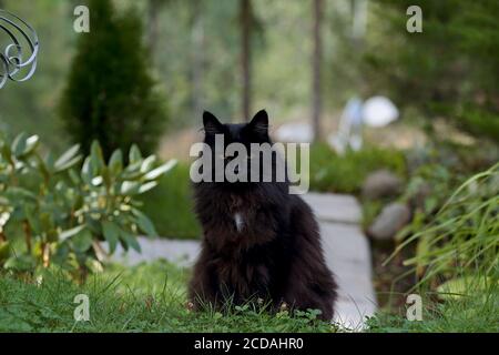 Eine schöne schwarze norwegische Waldkatze, die auf einem Pfad sitzt Im Garten Stockfoto