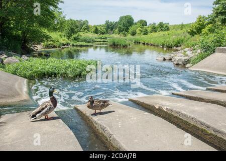 Männliche und weibliche Stockenten stehen auf dem Damm, um an einem sonnigen Tag in Aurora, Illinois, aus dem fließenden Süßwasser zu trinken Stockfoto