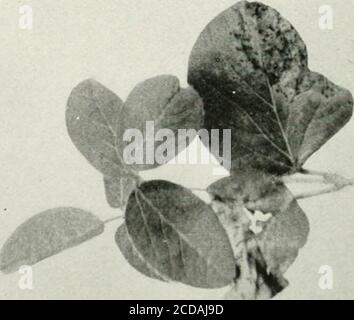 . Journal of Agricultural Research . Journal of Agricultural Research Vol. XVIII, No.4 Bacterial Blight of Soybean Plate 17 Stockfoto