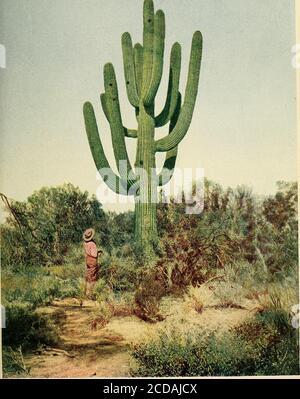 . Lagerfeuer auf Wüste und Lava . Aus einem Foto des Autors. Der beste Giant Cactus QUIJOTOA PASS ZUM MEXIKANISCHEN OASIS ^ Cactus ist der eine, und der andere ist ein bestimmter Grand-Prize Orgelpfeife Kaktus zwischen Agua Dulce und der Playa Salada, oder Alkali Plain, am Sonoyta Fluss. Am frühen Nachmittag erreichten wir die Lücke zwischen den Gunsight Mountains im Norden und den Ajo Mountains (bitte Ahho aussprechen) im Süden, an einem Punkt fünffähige südlich der Gunsight Mines. Der Walfbrunnen ist in der Lücke situ-iert, und da es keinen Wassertropfen zwischen diesem Brunnen und Sonoyta gibt, waren wir verpflichtet Stockfoto