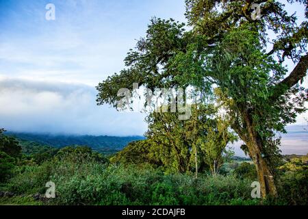 Regenwaldvegetation am Ufer des Naguro Naguro Kraters Tansania Stockfoto