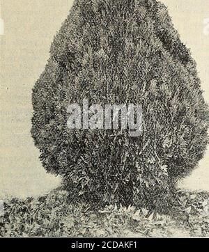 . Obst und Zierbäume, Rosen, etc . ... ? i-M^i:. biota aurea nana. (Originalwerk.) ARAUCARIA imbricata. (Chili Pine – Affe Puzzle.) Ein Baum von bemerkenswertem Aspekt. Zweige horizontal; Blätter steif und scharf an der Spitze, von tiefgrünem. Thistree gedeiht nicht in den mittleren Teilen des Südens, sondern ist hervorragend für die Bergregion geeignet. Im-ported Werke, von 2 bis 3 Dollar pro Stück. ZYLINDER VIT/E. ASIATISCHER ABSCHNITT. Pflanzen aus offenem Boden.BIOTA aurea. Golden ; ein schöner kompakter Baum von goldenem Farbton; am begehrtesten; eine beliebte und bekannte Sorte. 12 Zoll, je 35 Cent, S3 pro 10.24 Zoll, 5 Stockfoto