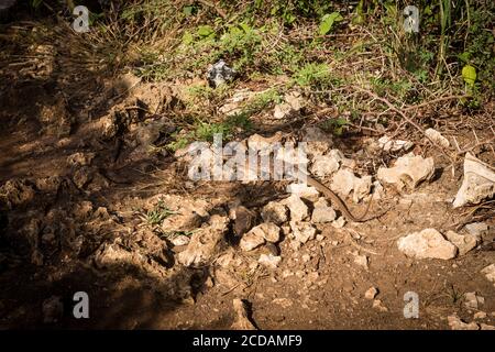 Die Laurent-Whiptail-Eidechse, Cnemidophorus murinus, ist endemisch in Curacao und kommt in semi-ariden Lebensräumen vor. Stockfoto