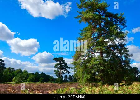 Sutton Heath, Woodbridge, Großbritannien - 23. August 2020: Blauer Himmel, grüne Bäume und ein bunt brackener Teppich in dieser Heide-Landschaft. Stockfoto