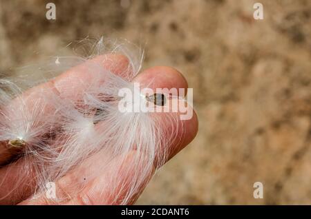 Samen Der Calopropis Procera (Sodom Apple, Dumb Cotton, French Cotton) Frucht Auf Den Fingern Stockfoto