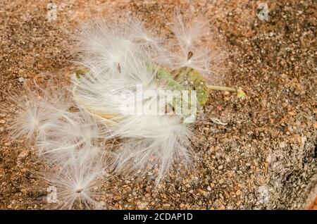 Samen Der Calopropis Procera (Sodom Apple, Dumb Cotton, French Cotton) Frucht Auf Beton Stockfoto