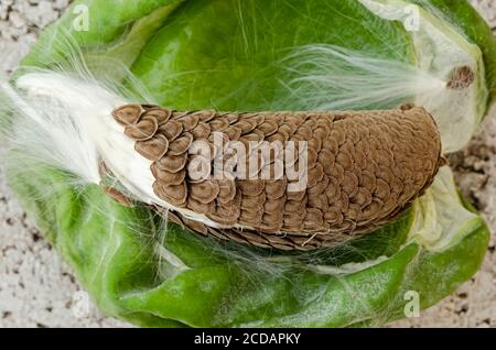 Schichten von Calopropis Procera (Sodom Apple) Samen Mit Tuft Von Silky Fibers Stockfoto