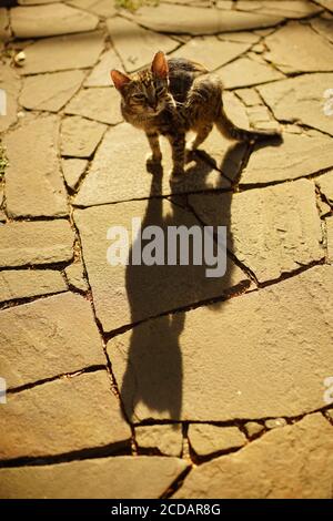 Tabby Kätzchen Pfote Kratzer hinter dem Ohr, im Freien Nahaufnahme Porträt. Flöhe und Zecken in Haustieren Stockfoto