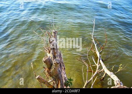 Getrocknete Zweige hängen über dem Wasser. Stockfoto