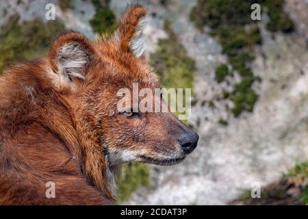 Asiatischer Wildhund (Loch), Profil Stockfoto