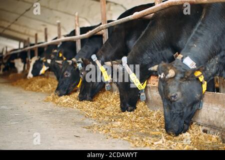 Kühe auf dem Bauernhof. Kühe, die im Stall Heu fressen. Stockfoto