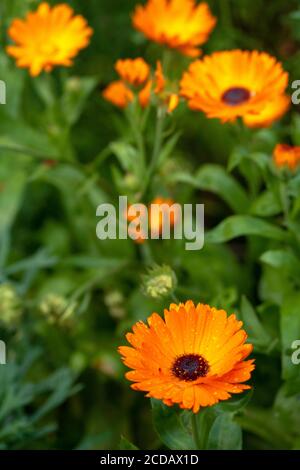 Schöne, lebendige orange Ringelblume Blüten oder Calendula Officinalis mit geringer Schärfentiefe. Stockfoto