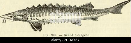 . Histoire naturelle des drogues simples : ou Cours d'histoire naturelle professé a l'École supérieure de pharmacie de Paris . de grande taille et sont douésdune Force musculaire considérable; Mais ils ont des habitudesaisibles et ne sont guère redoutables que pour les petits poissons.Au printemps, les esturgeons remontent par troupes nombreusesde la mer dans les fleuves, pour y déposer leurs œufs, et les jeu-nes paraissent gagner promptement la mer et y rester jusquàlâge adulte. Leur fécondité est très-grande, Auto auf Assure avoirtrouvé près de 1,500,000 œufs dans une femelle du poids de 139k Stockfoto