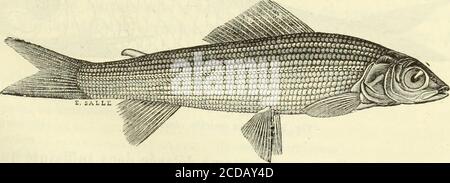 . Histoire naturelle des drogues simples : ou Cours d'histoire naturelle professé a l'École supérieure de pharmacie de Paris . Abb. 903. – La truite commune.. Abb. 904. – Gemeinde Lombre. La truite de mer. Salmo Schiefermulleri, Bl. La grande truite du Léman   imanm, CUV. Guibourt, Drogues, 7e édit. T. IV 12 178 POISSONS. La truite saumonée Salmo Truitta, L. – commune {Fig. 903) – Fario, L. Léperlan – Eperlanus, L. Lombre commune {Abb. 904) Thymalhis rexifer. Le hareng commun Clupea harengus, L. La Blanquette – cutulus, CUV. La Sardine – Sardina, CUV. Stockfoto