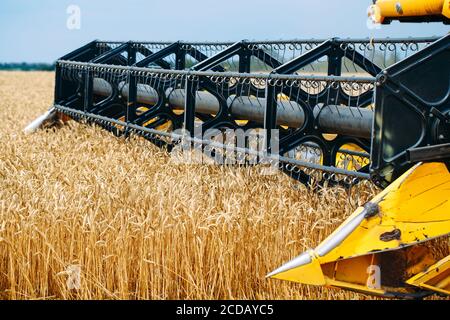 Kombinieren Sie Harvester erntet reifen Weizen. Landwirtschaft. Weizenfelder. Stockfoto